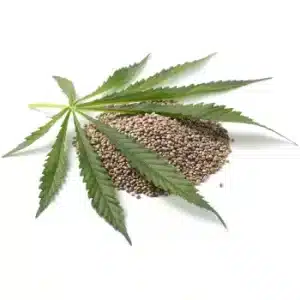 Hemp Seed