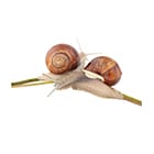 Snail